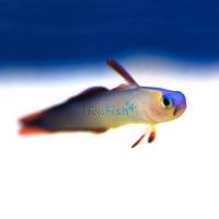 Purple Dartfish Goby - Medium