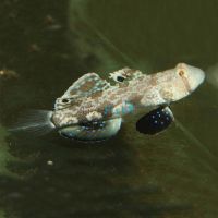 Signal Goby - Medium