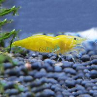 Yellow Cherry Shrimp 1-2cm