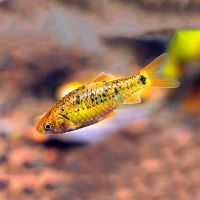 Golden Barb 3.5cm