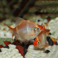 Golden Tiger Barb 4cm