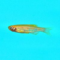 Gold Zebra Danio 3.5cm