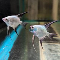 Golden B.S.P Angelfish - Taiwan 4.5cm