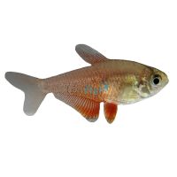 Golden Flame Tetra 3cm