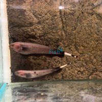 Golden Ghost Knife Fish 6cm