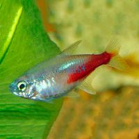 Golden Neon Tetra 2.5cm