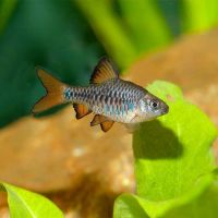 Checker Barb 3cm