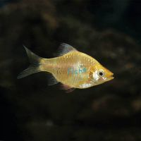 Golden Tiger Barb 2cm
