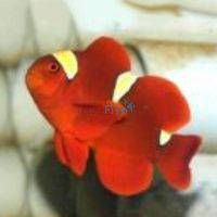 Goldstripe Maroon Clownfish - Medium