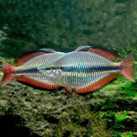 30x Goyder River Rainbow 4-5cm