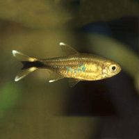 Silver Tip Tetra 3.5cm