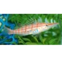 Hawkfish Longnose - Medium