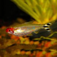 Brilliant Head Rummynose Tetra 3.5cm 