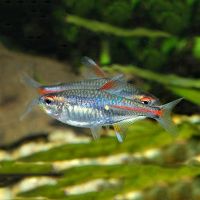 Glolite Tetra 3cm