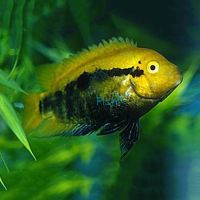 Rainbow Cichlid 4cm