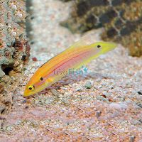 Two Spot Yellow Candy Hogfish - Small