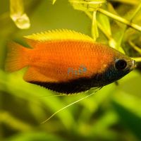 Honey Dwarf Gourami - Wild India 3cm