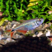 Buenos Aires Tetra 4cm