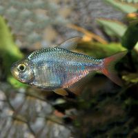 Red Blue Columbian Tetra 3cm