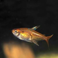 Fire - Ember Tetra 2cm