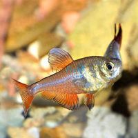 Flame Tetra 3cm