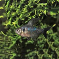 Black Phantom Tetra 3cm