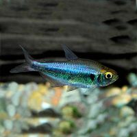 Rio Metae Purple Tetra - Wild Caught 3cm 