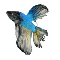 Male Betta Halfmoon 5cm (Below Standard)