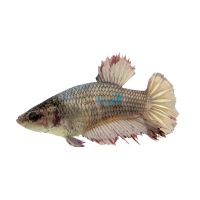 Female Halfmoon Betta 4cm