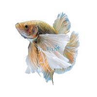 Male Elephant Ear Betta 5cm