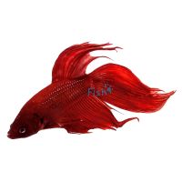 Male Red Betta 6cm