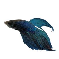 Betta fish and fighter fish best sale