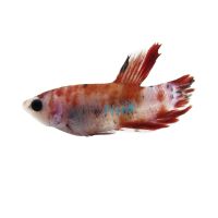 Select Male Plakat Koi Siamese Betta 4cm