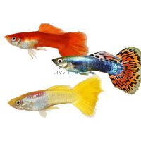 Assorted Male Guppy 3.5cm