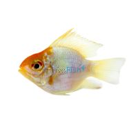 Balloon Gold Head Electric Blue Ram 4cm 