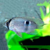 Keyhole Cichlid 4cm