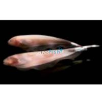 Knife Fish White Ghost 8cm 