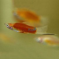 Kohaku Koi Swordtail 5cm