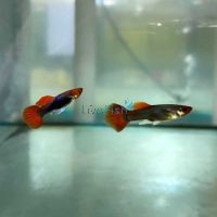 Pair Koi Tuxedo Guppy 3cm