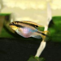 Kribensis 3.5cm