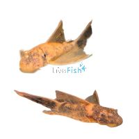 L/F Marble Bristlenose Catfish 3.5cm