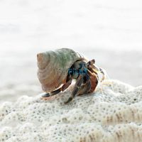 Land Hermit Crab - Medium