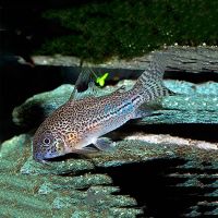 Julii Corydoras - Leopard 3.5cm