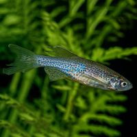 Leopard Danio 3.5cm