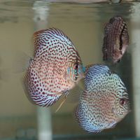 Leopard Discus 5cm