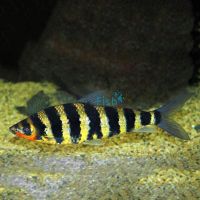 Banded Leporinus 5cm