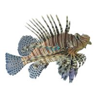 LionFish Volitans Black 