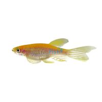 Longfin Gold Zebra Danio 4cm