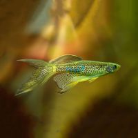 Longfin Leopard Danio 4cm