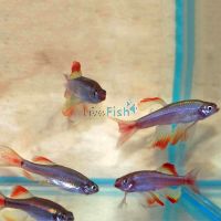 Longfin White Cloud 3cm